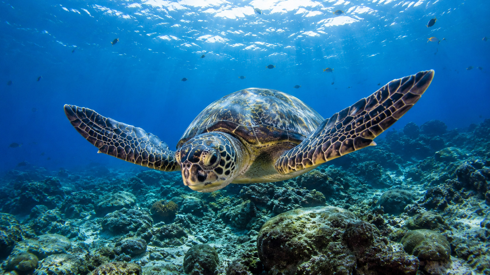Diving